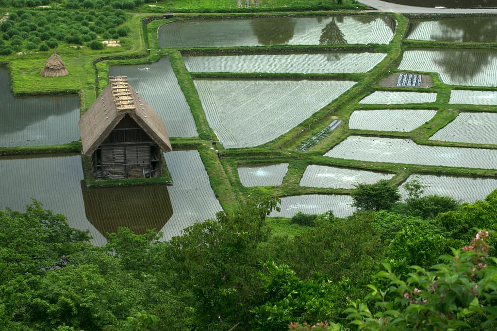 Campo de arroz, parte indispensable en los orígenes de la gastronomía japonesa